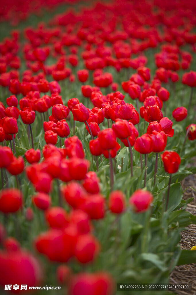 红色郁金香花海美景