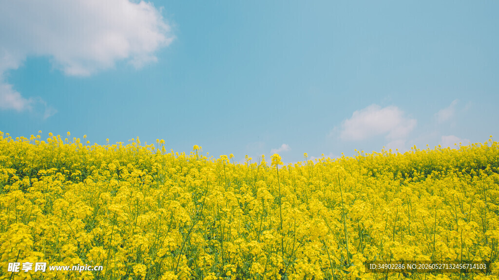 金黄油菜花田