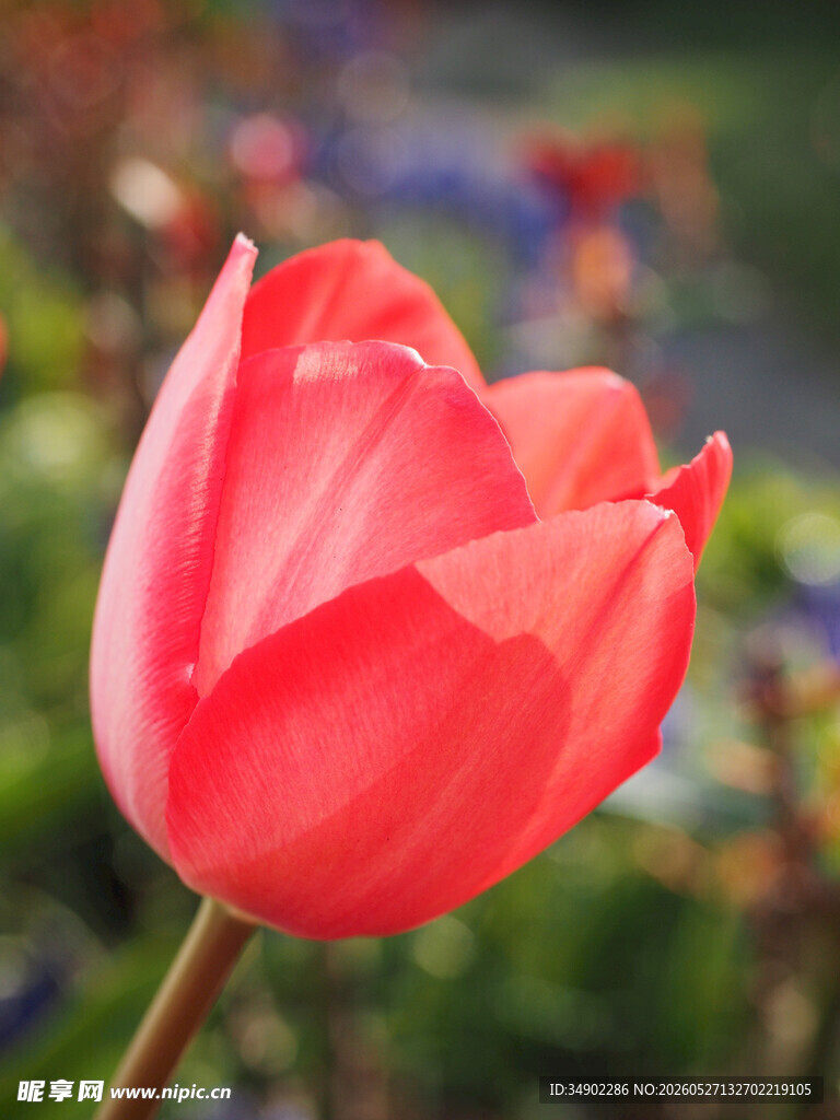 娇艳红郁金香特写