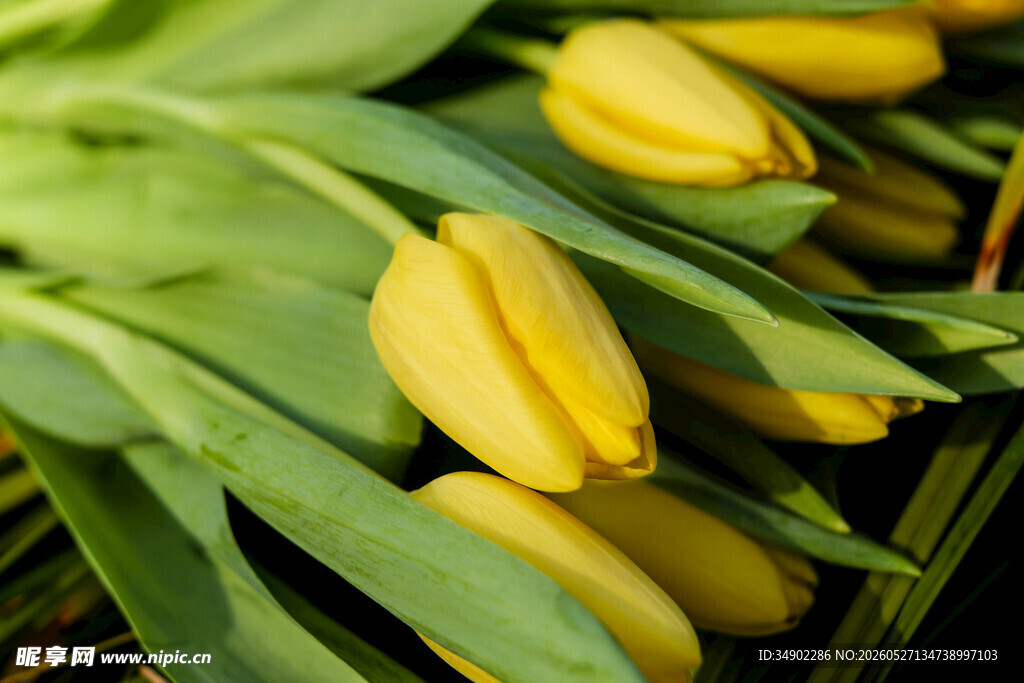 黄色郁金香花束特写