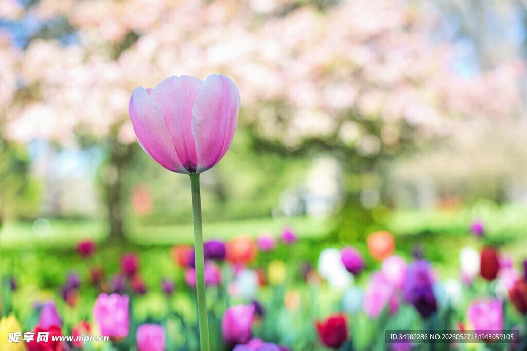 春日烂漫郁金香花海
