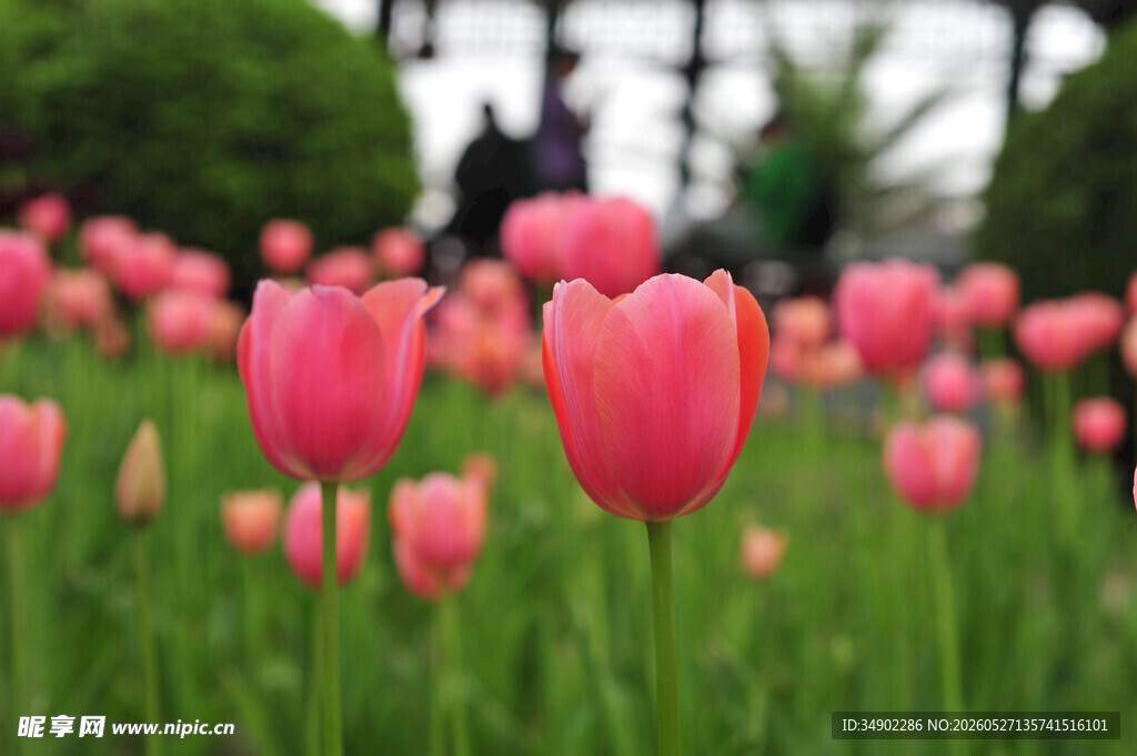 粉色郁金香花海美景