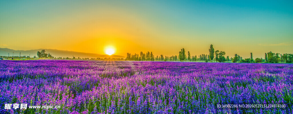 夕阳下的紫色花海美景