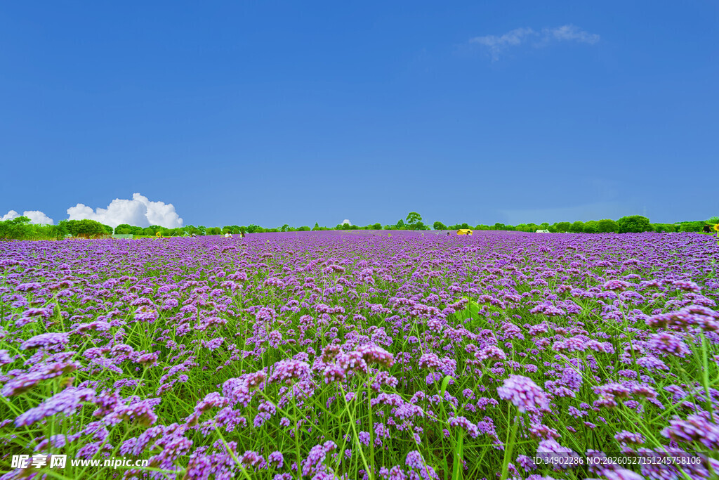 紫色花海