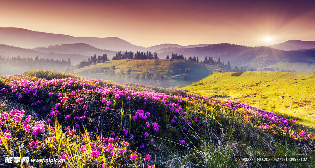 山间烂漫花海日出美景