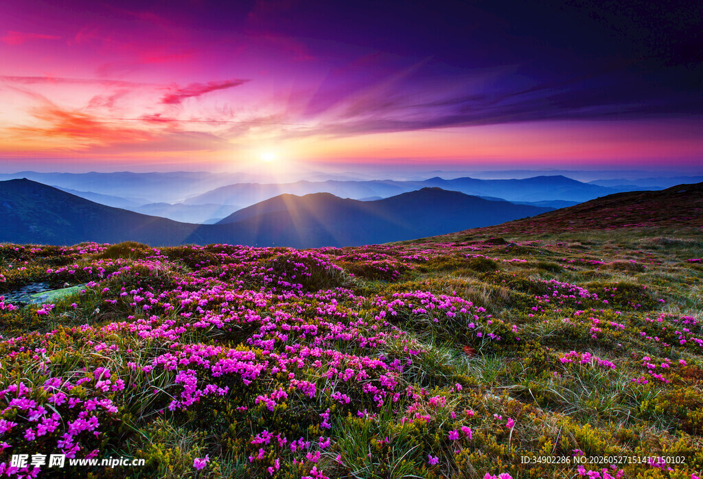 花海日出美景