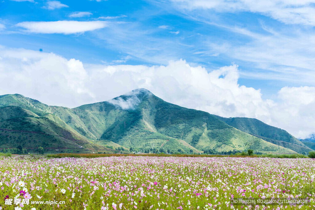 花海青山间的美丽风光