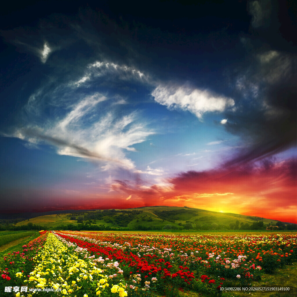 夕阳下绚烂的多彩花田