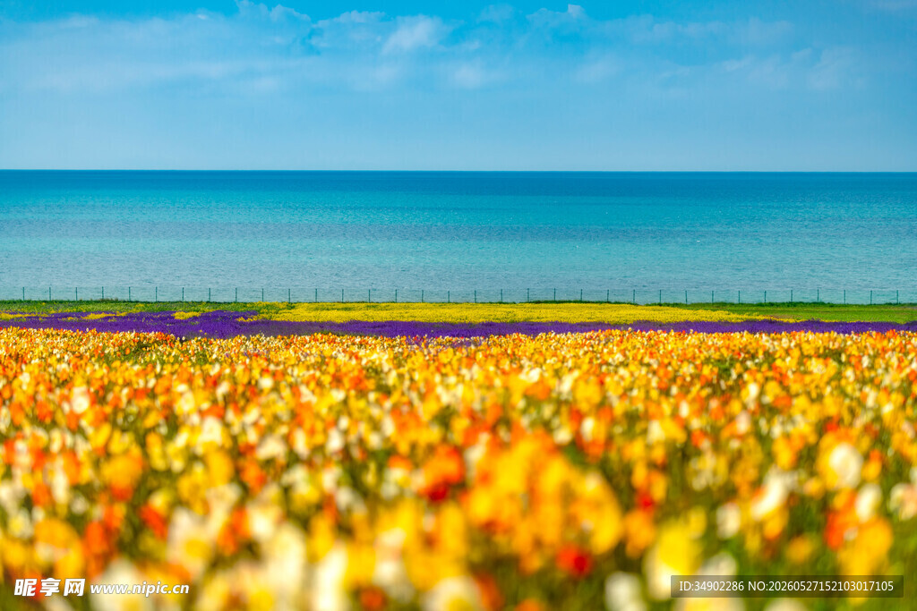 海边绚烂花海美景