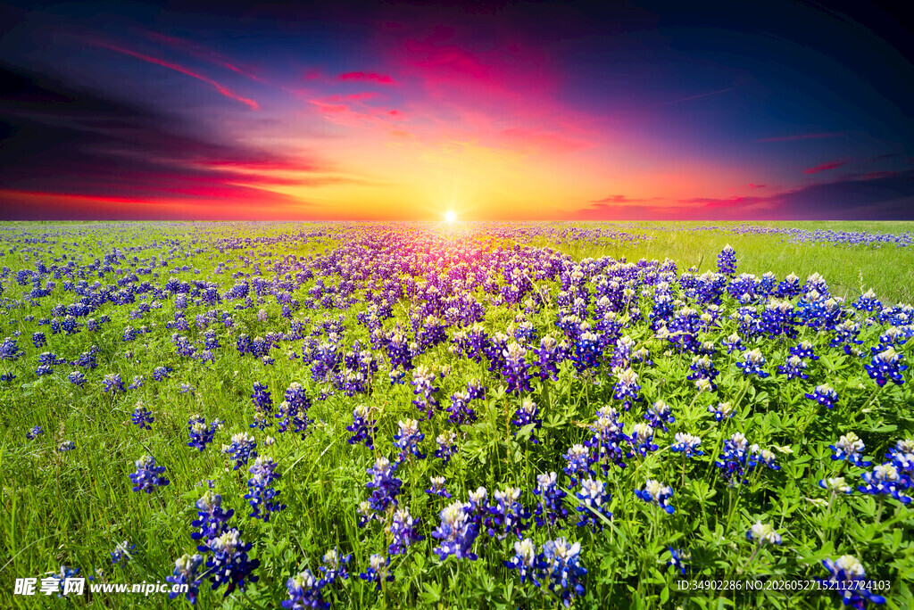 花海日落美景