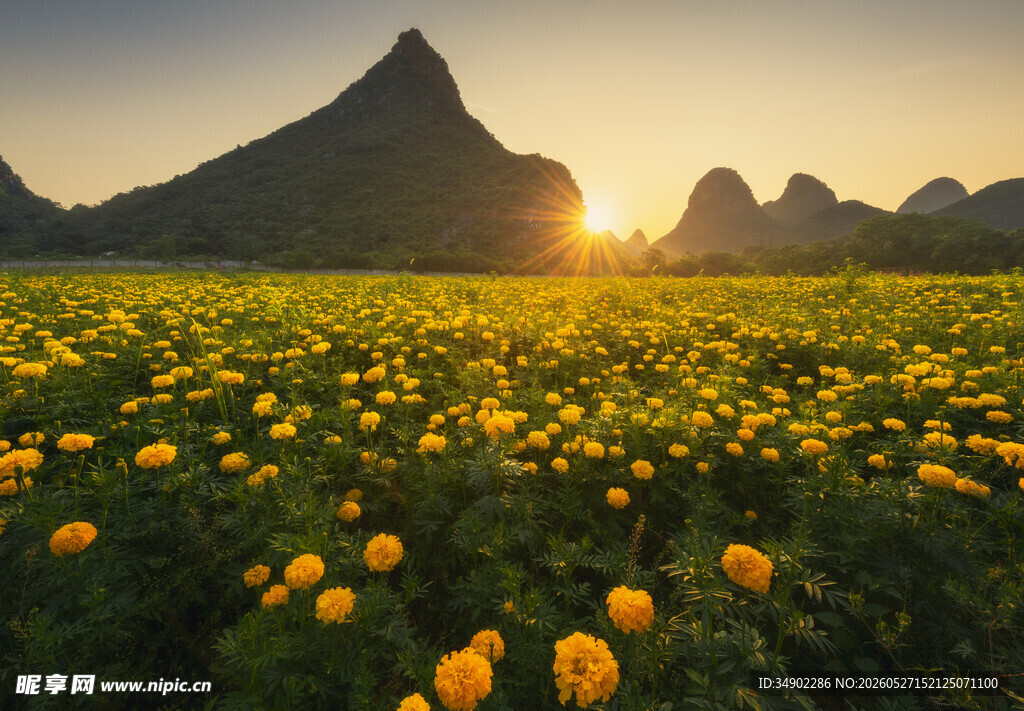 夕阳下的金黄花海与远山