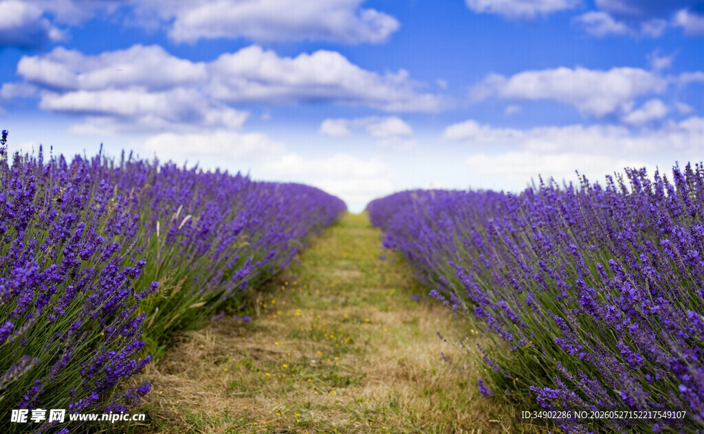 紫色薰衣草花田美景