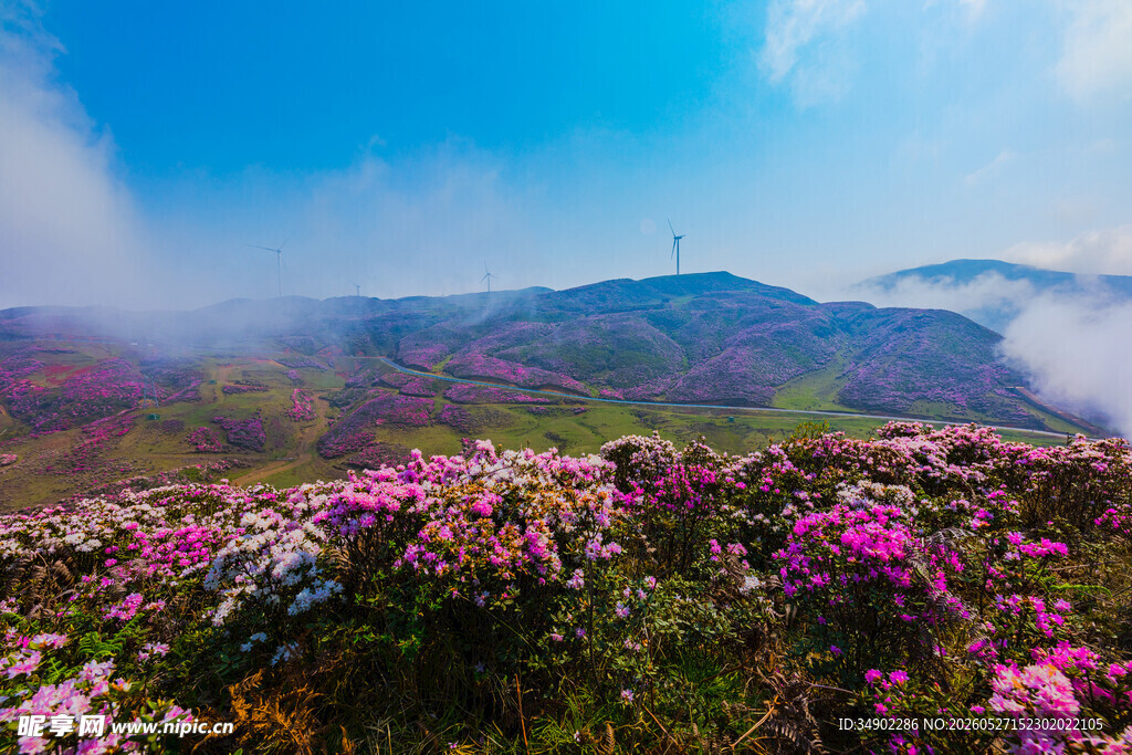 山间烂漫杜鹃花海