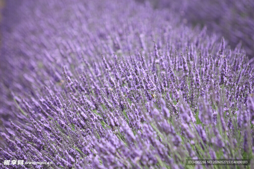 紫色薰衣草花田美景