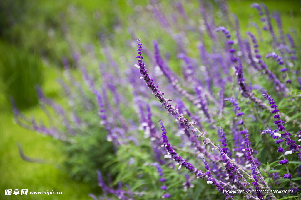 紫色鼠尾草绽放美丽