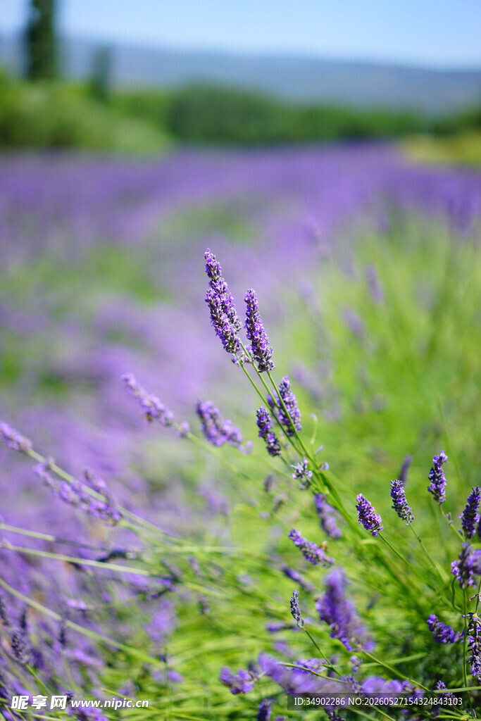 紫色薰衣草花田美景