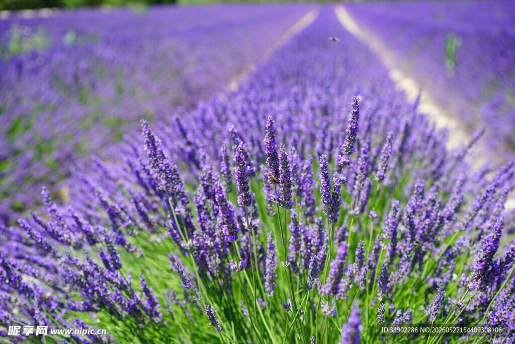 紫色薰衣草花海美景