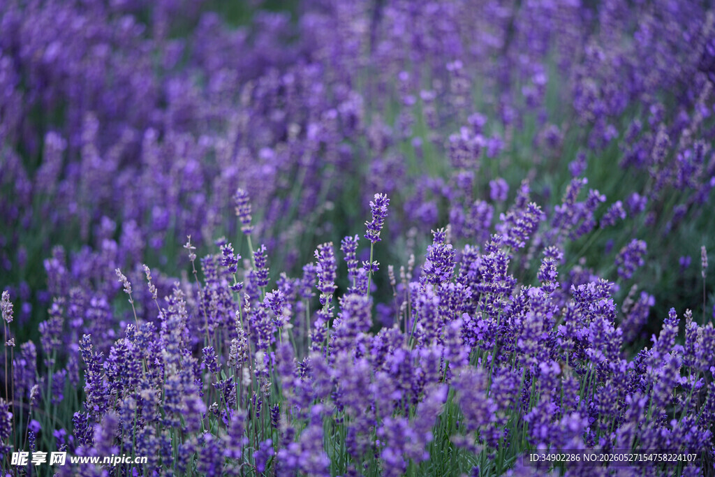 紫色薰衣草花海美景