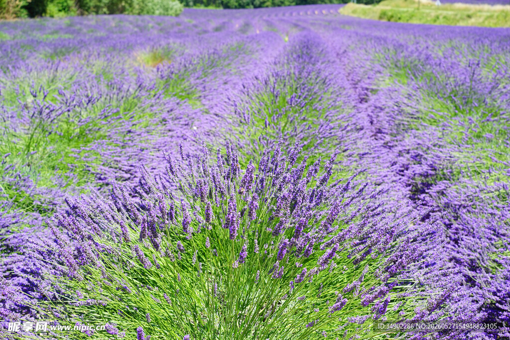 紫色薰衣草花田美景