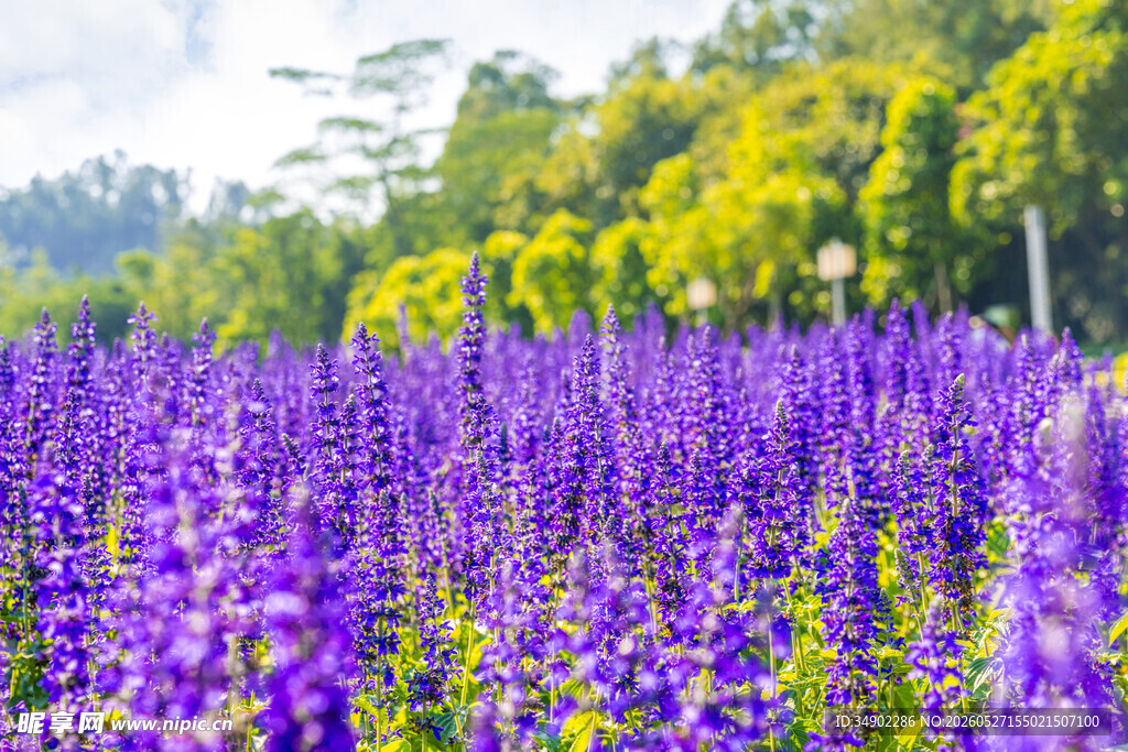 紫色花海