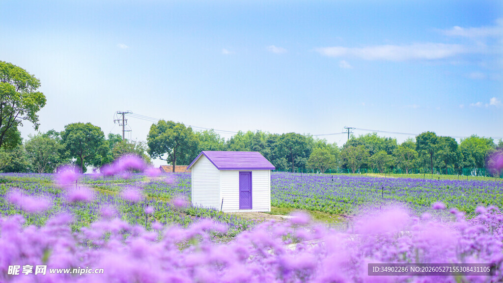 紫色花田中的小屋