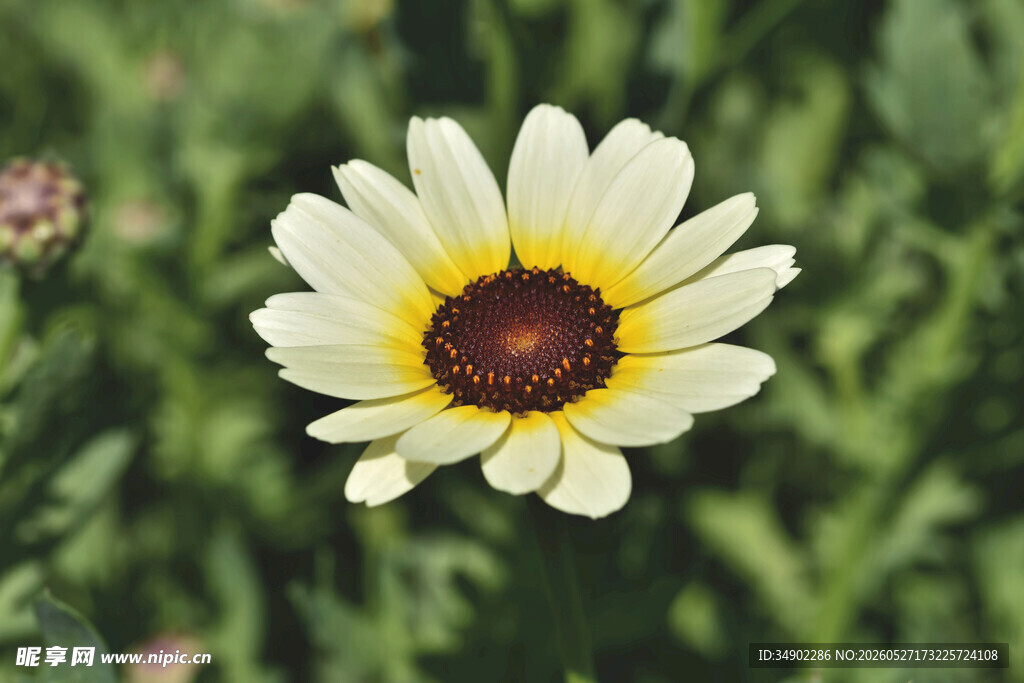 白色雏菊特写