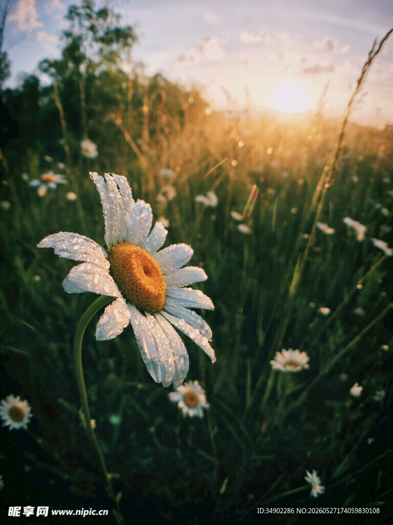 夕阳下的雏菊田园美景