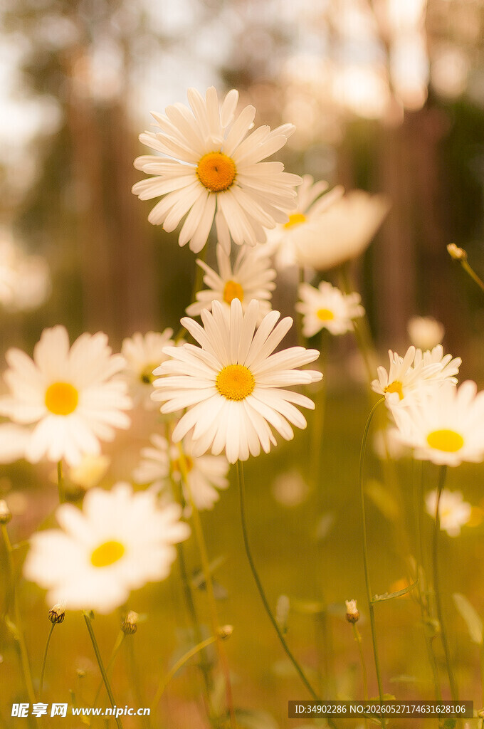 田野间绽放的清新小雏菊