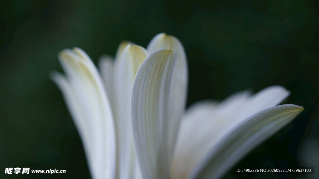 白色花朵特写