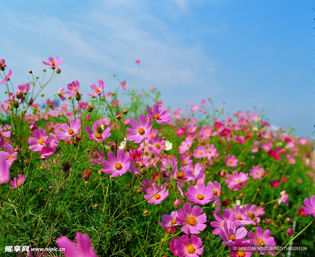 烂漫格桑花海