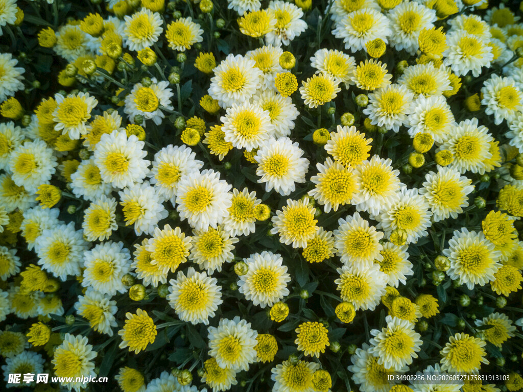 一片黄白相间的美丽雏菊