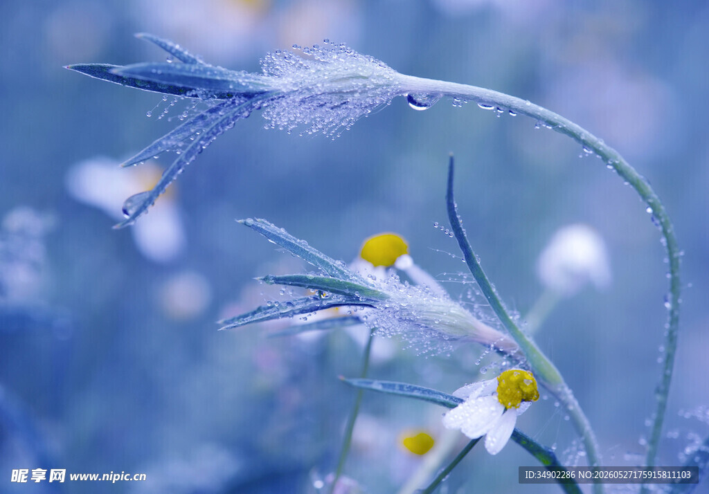 梦幻蓝调下的花草景致