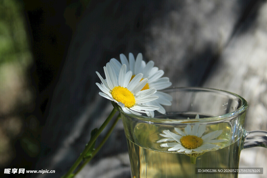 杯中洋甘菊 tea 清新自然