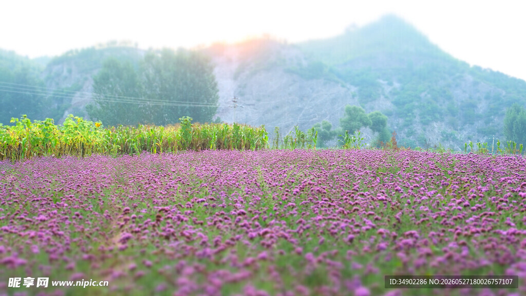 紫色花海与远山美景