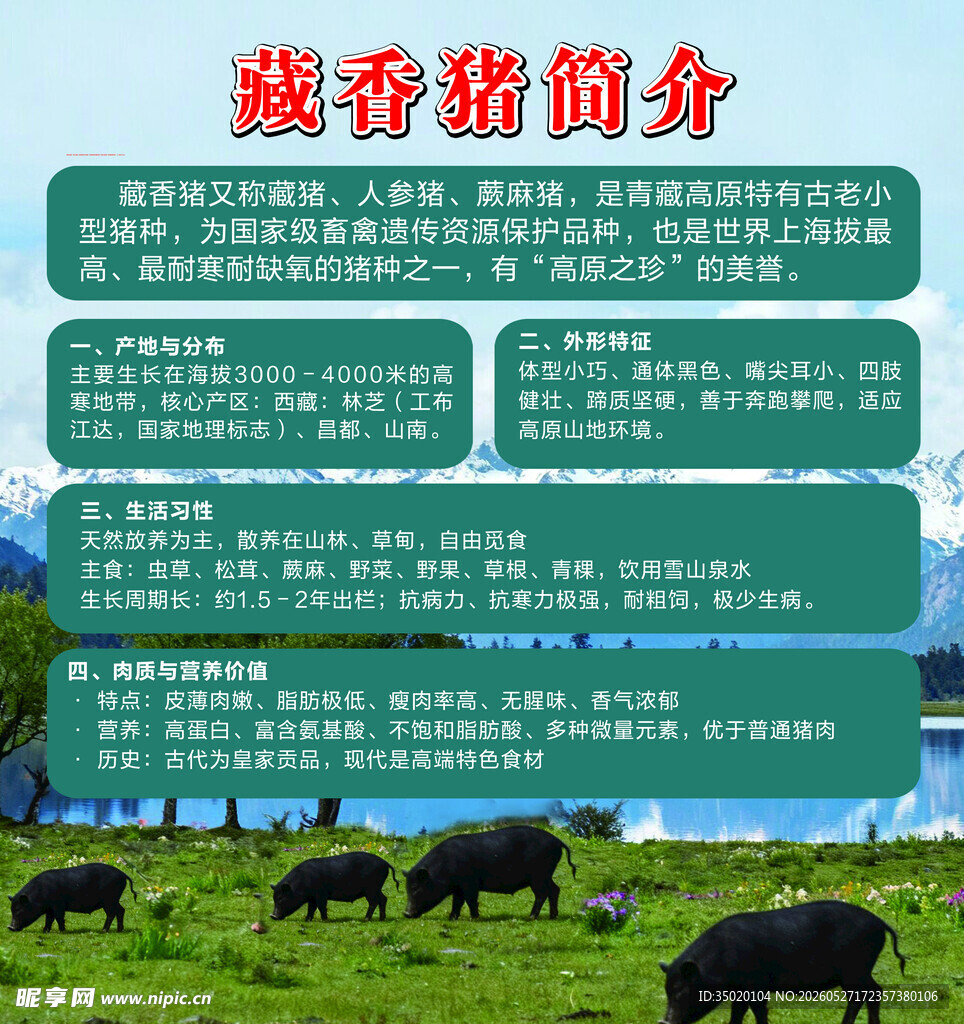 藏香猪简介