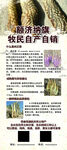肉苁蓉展架