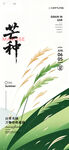 芒种 