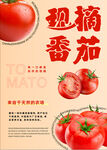 现摘番茄 新鲜