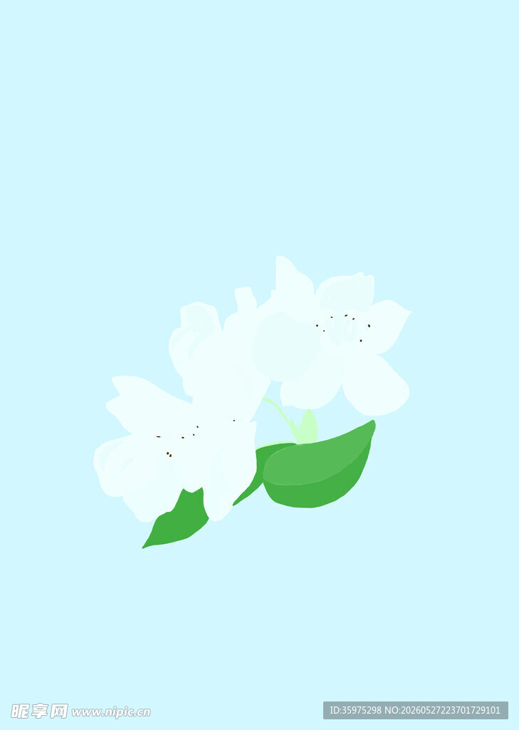 白色花朵插画