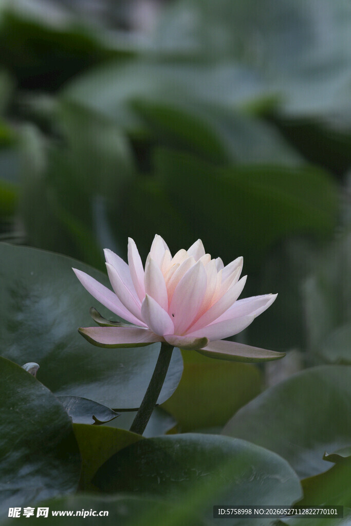 绽放的粉色睡莲