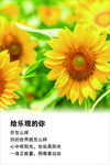 灿烂向日葵  拥抱快乐你