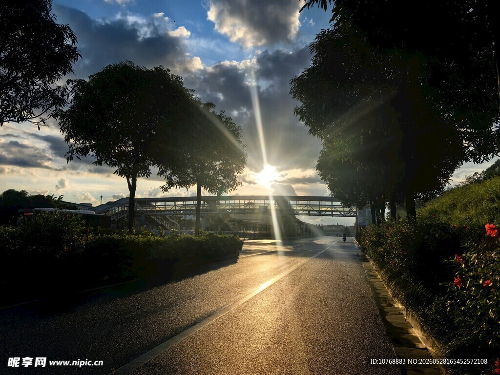 清晨阳光照耀的林荫道路