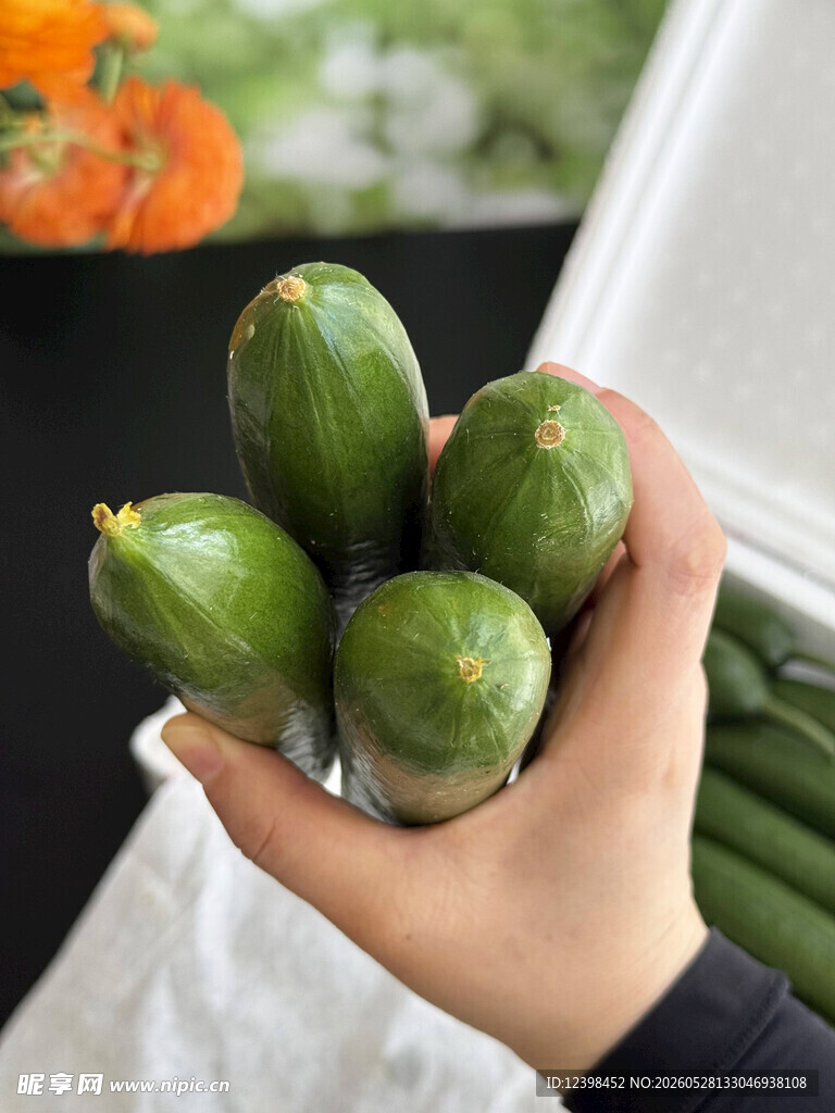 手捧鲜嫩小青瓜