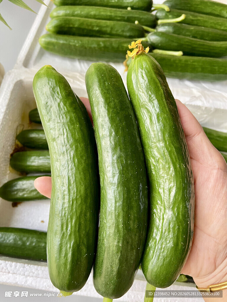 新鲜翠绿的手捧黄瓜