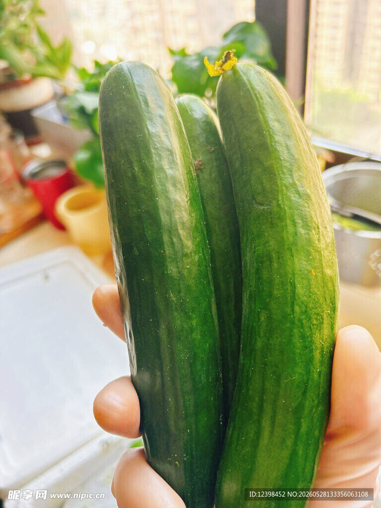 黄瓜