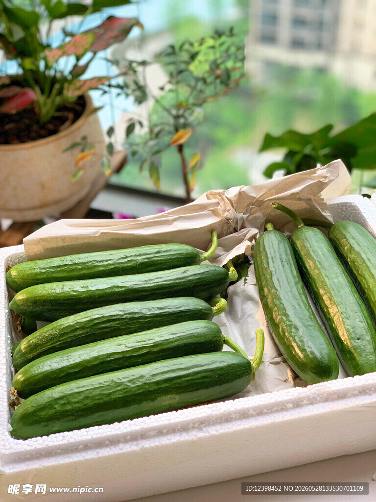 新鲜黄瓜