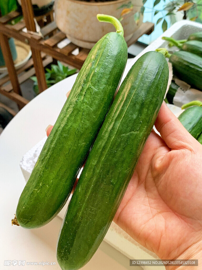 黄瓜