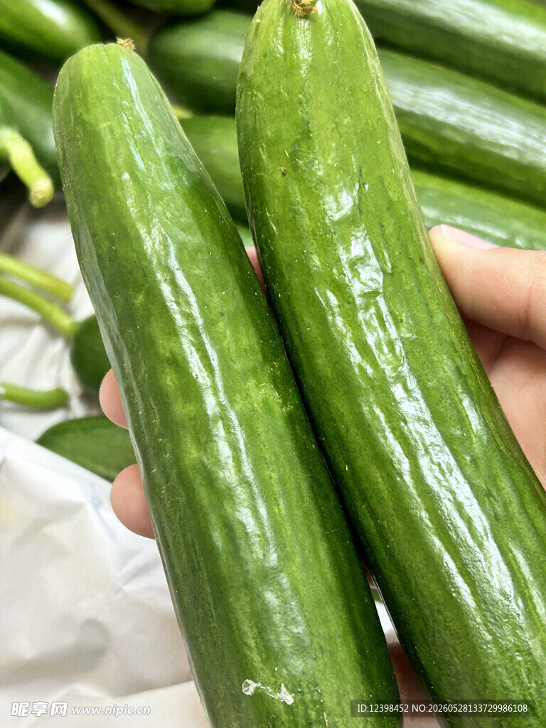 新鲜翠绿的手捧黄瓜
