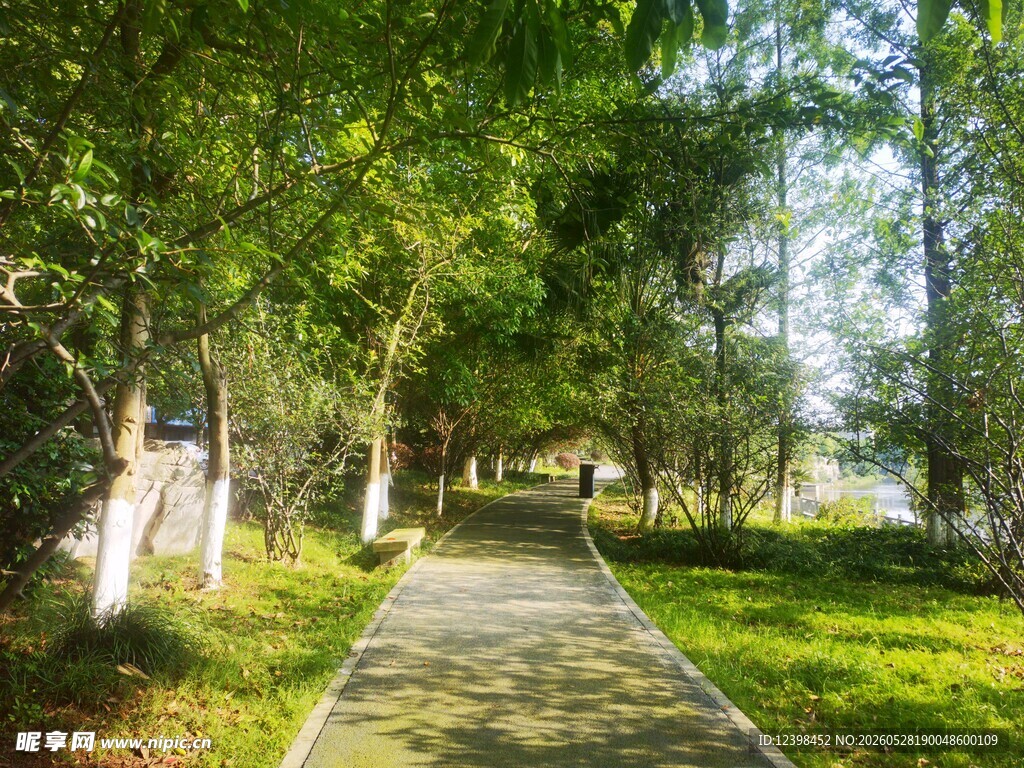 林间小径绿意盎然的风景