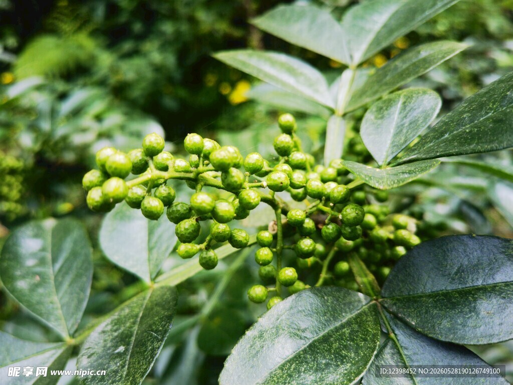 嫩绿花椒果